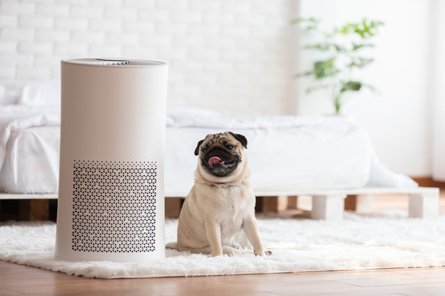犬のくしゃみから考えられる病気は？