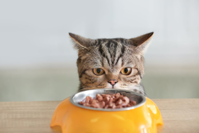 猫白血病ウイルス感染症の症状