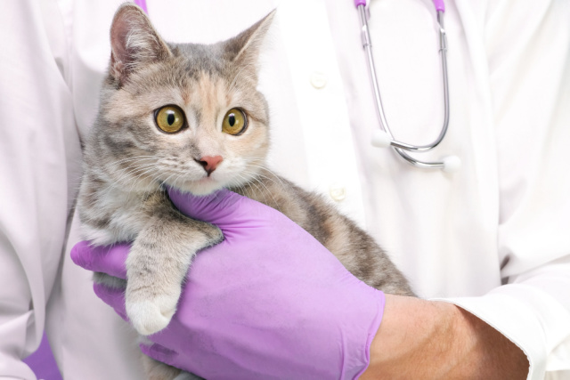 猫白血病ウイルス感染症の治療法
