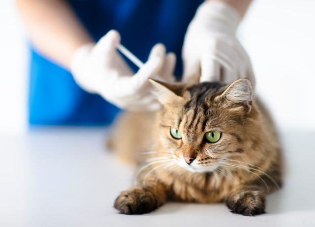 猫白血病ウイルス感染症の予防法