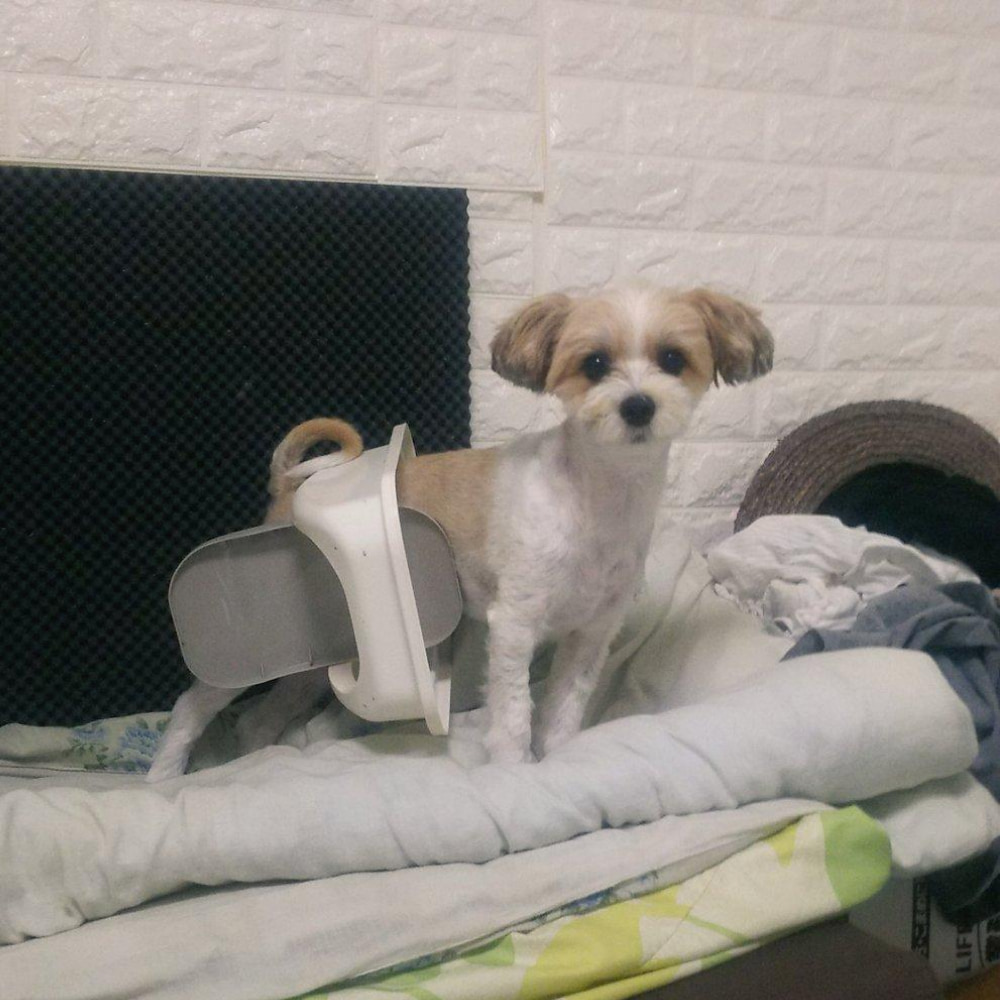 犬