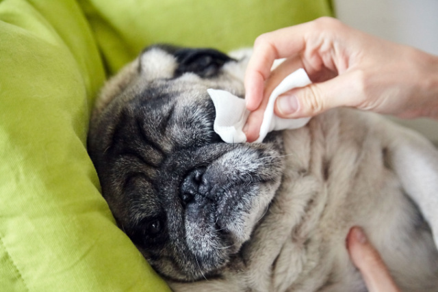 犬の目やにへの対処法