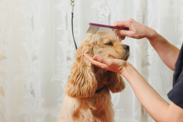 犬の目やにの予防策