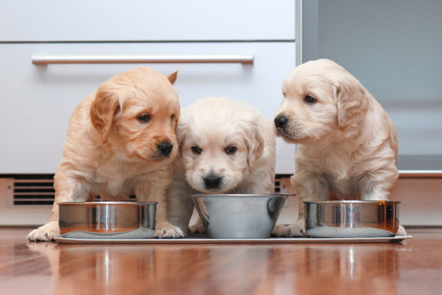 犬は桃を食べても大丈夫？