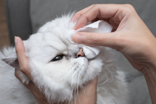 猫の流涙症への対処法