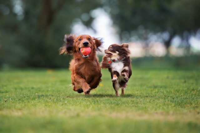 犬の鳴き方からわかる気持ち