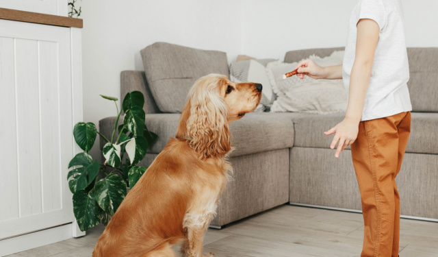 犬の無駄吠えのしつけ方