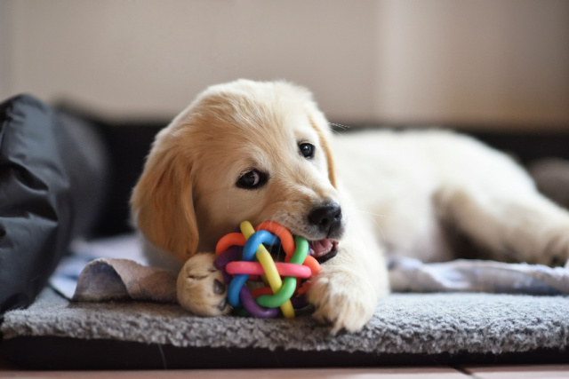 犬にパイナップルを与えるメリット