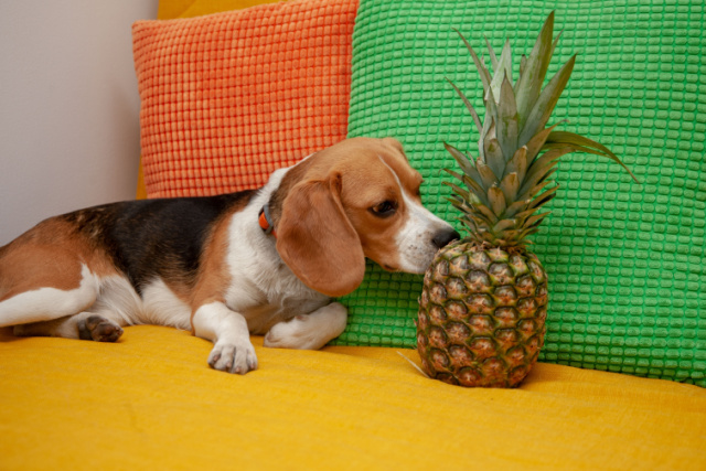 犬にパイナップルを与えるときの注意点