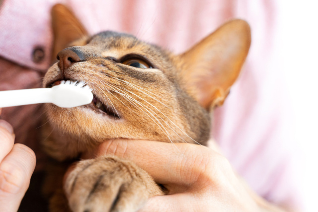 猫の歯磨きの成功のコツ