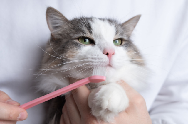 猫の歯磨きをする際の注意点