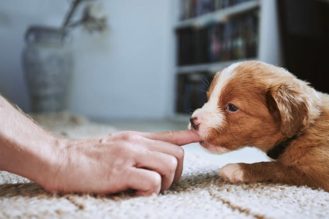 狂犬病の原因