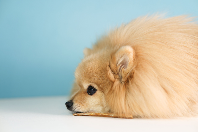 狂犬病の症状