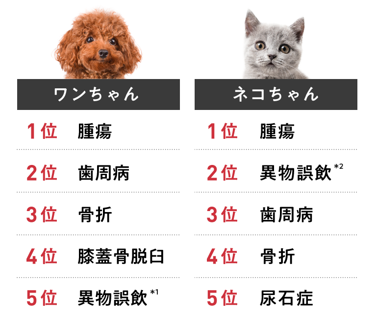 犬猫別保険金請求が多い傷病のランキング（手術）