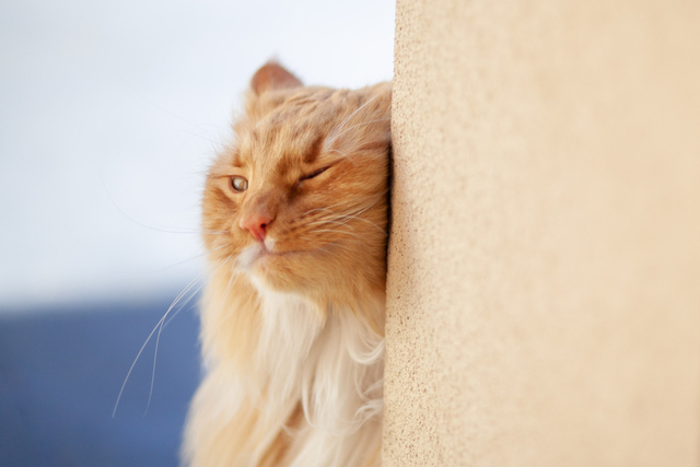 猫の結膜炎の症状