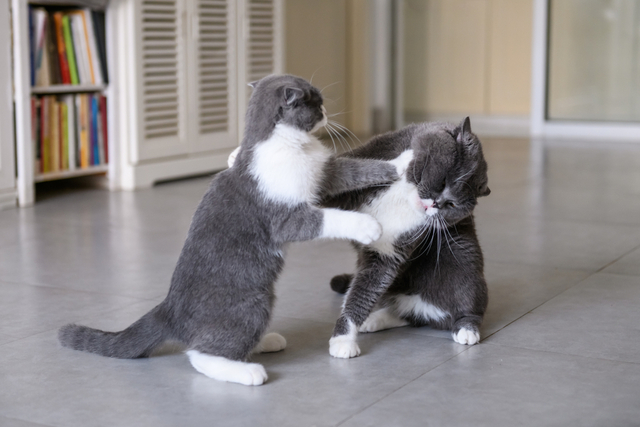 猫の発情期の困った行動の対処法