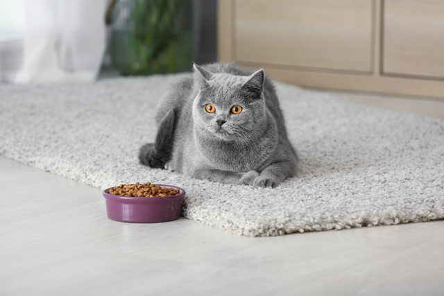 猫が急にごはんを食べなくなる理由