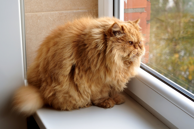 猫がごはんを食べない原因となる病気