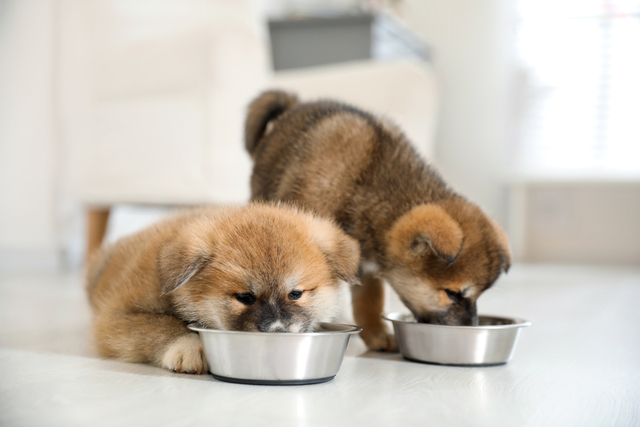 犬の歯磨きの必要性