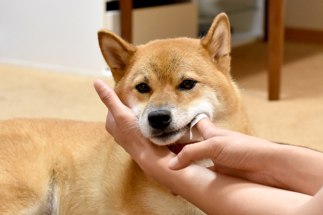 犬の歯磨きの方法とコツ