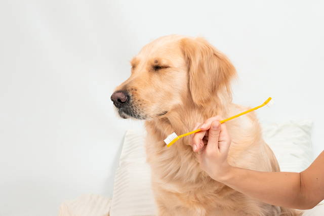 犬が歯磨きを嫌がるときの対処法