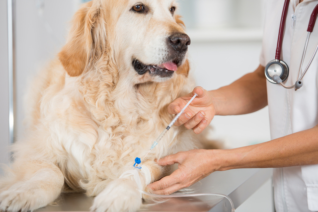 犬の腎臓病の治療法