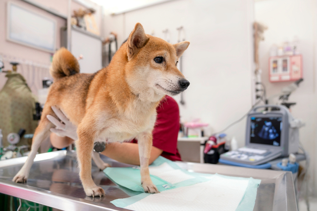 犬の腎臓病の予防法