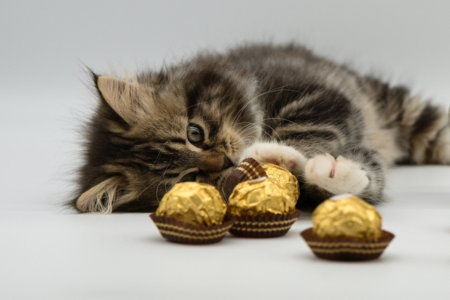 猫にとってチョコレートはなぜ危険？