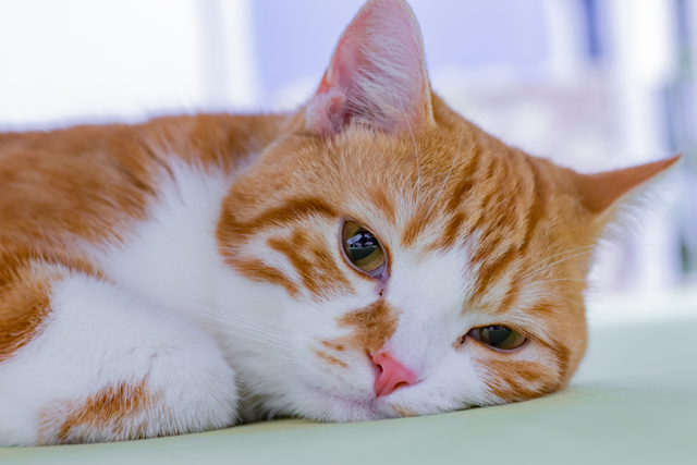 猫がチョコレートを食べときに引き起こす症状