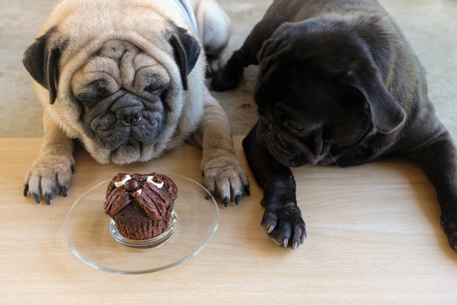 犬にとってチョコレートはなぜ危険？