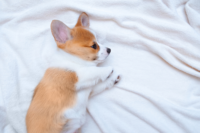 犬がチョコレートを食べときに引き起こす症状