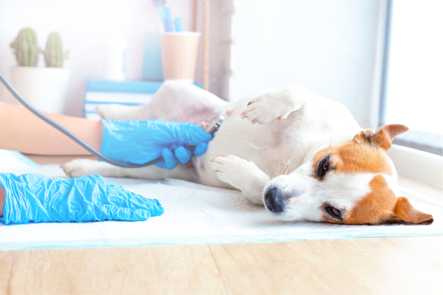 犬がチョコレートを食べてしまったときの対処法