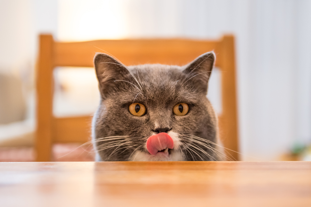 猫を飼育する際の注意点