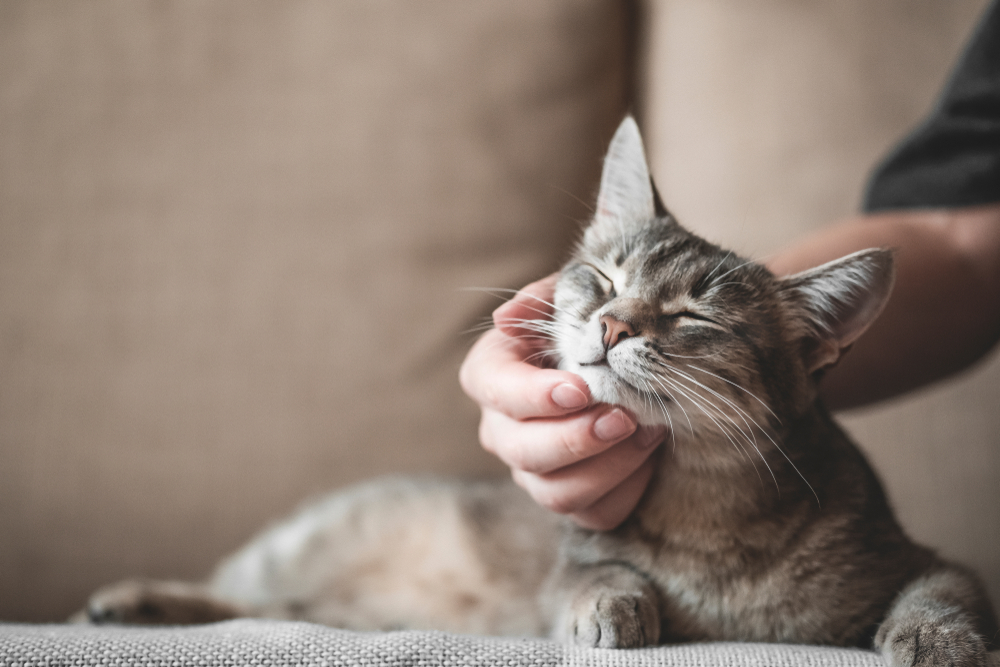 猫の飼育にかかる費用