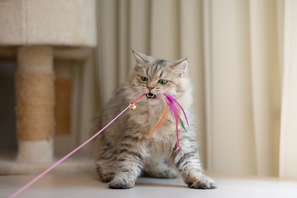 猫と暮らすときの注意点