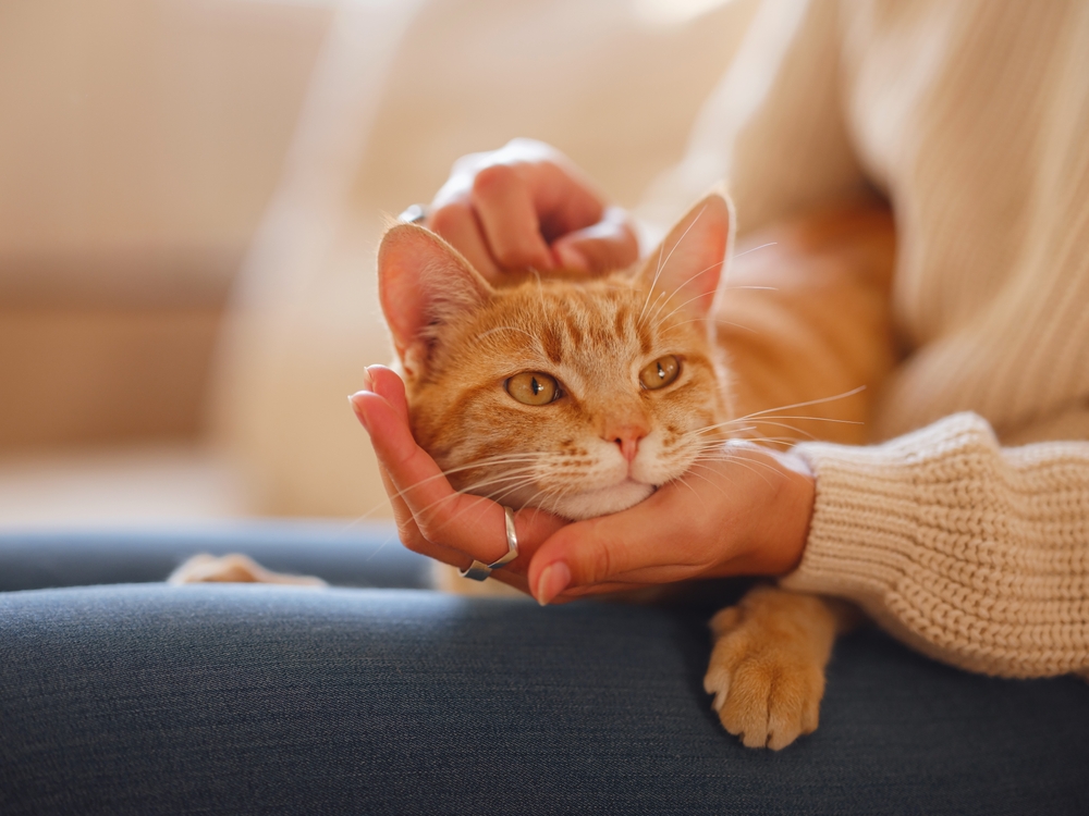 猫をかわいいと感じる理由