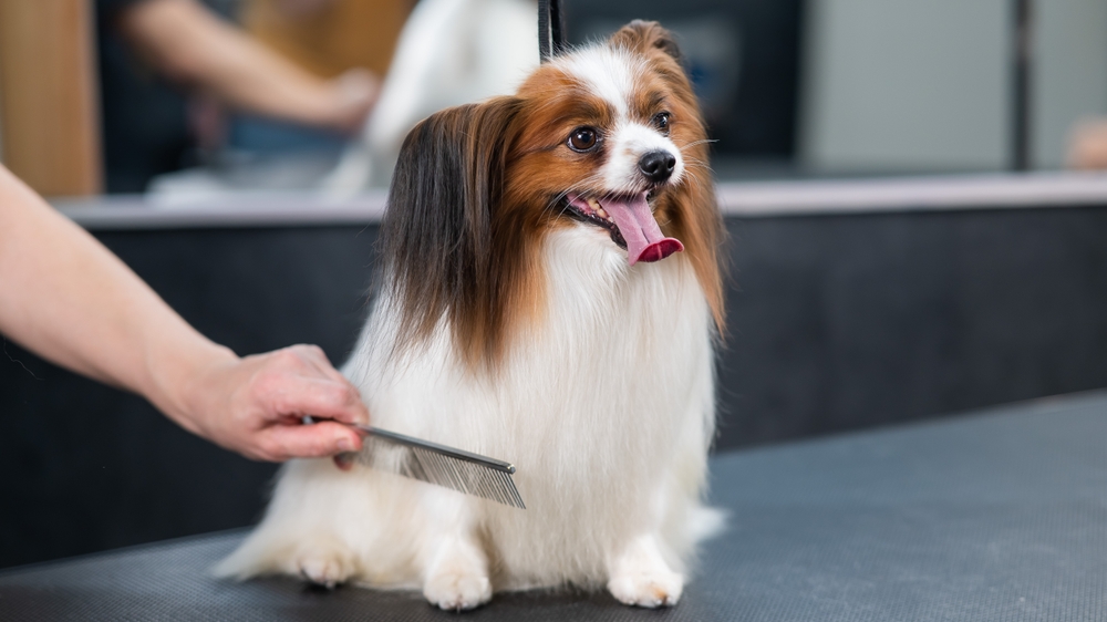 はじめて飼育される方向けの犬の特徴と種類