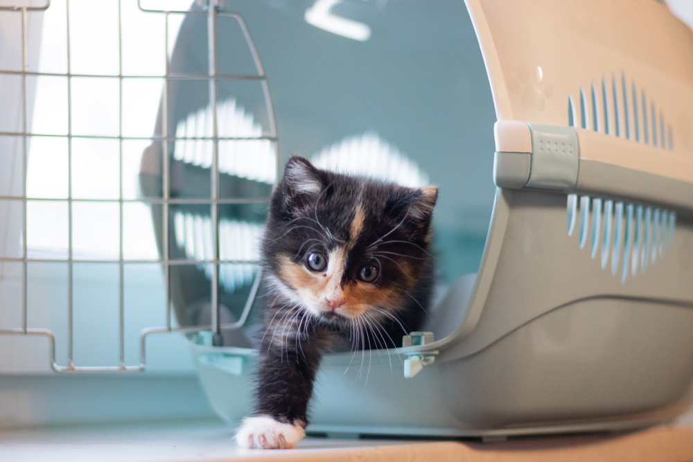 子猫飼育に必要なもの