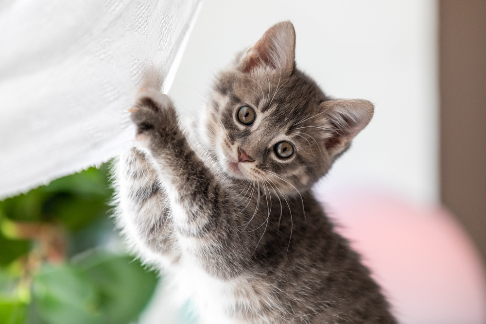 子猫の成長の目安