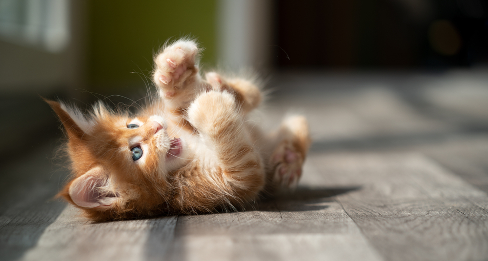 子猫の育て方