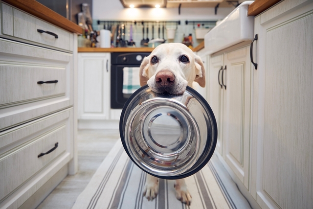 犬に柿を与えるときの適量