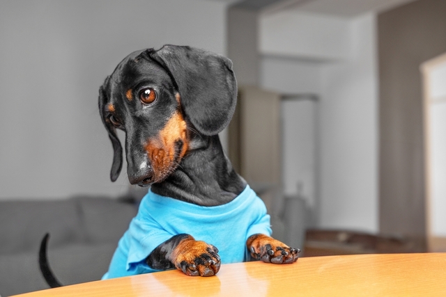 犬のヒートとは