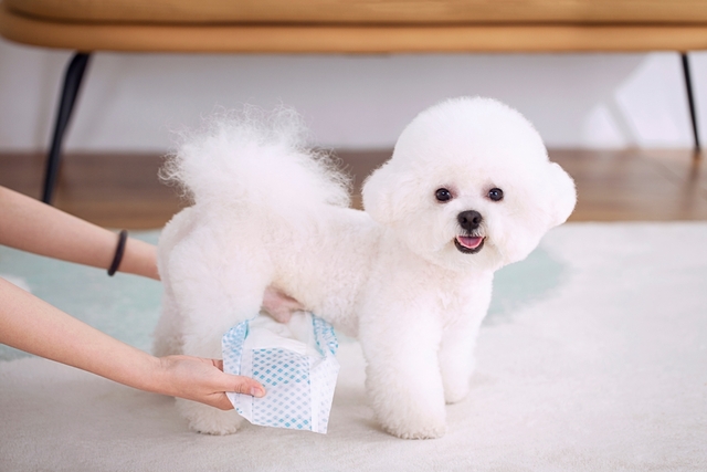 犬が生理のときの対処法