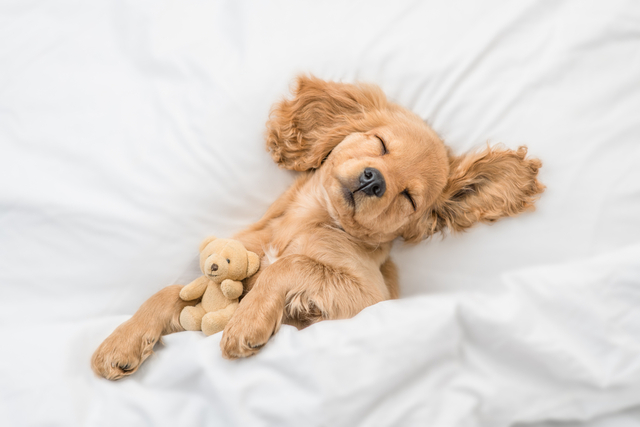 犬の生理に関する注意点