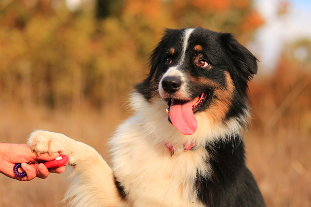 犬に柿を与えるときの注意点