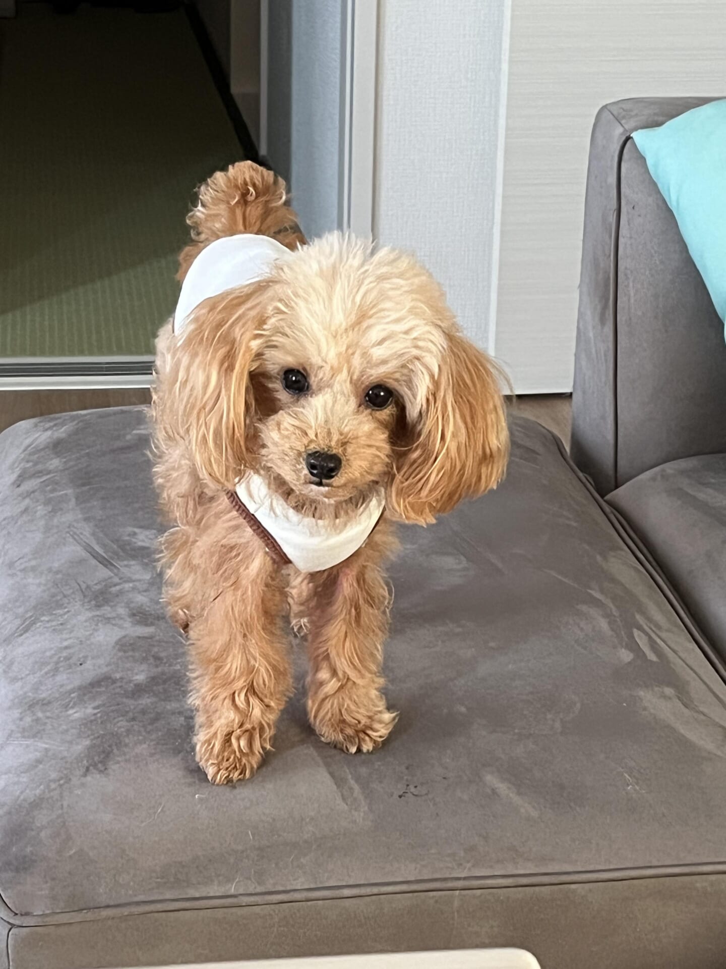 犬
