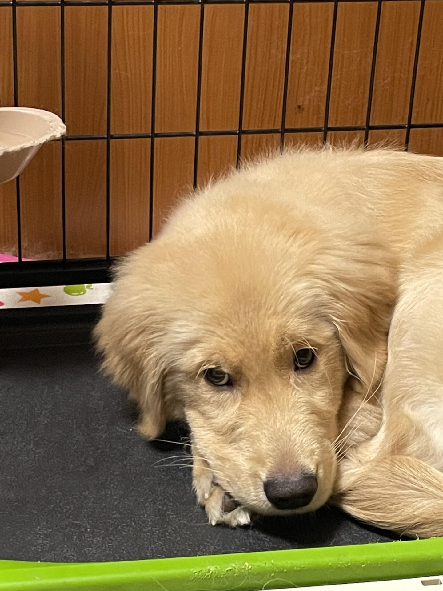 犬