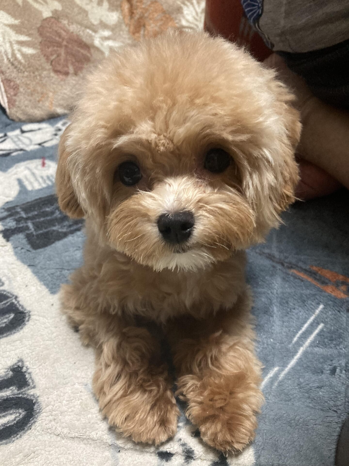 犬