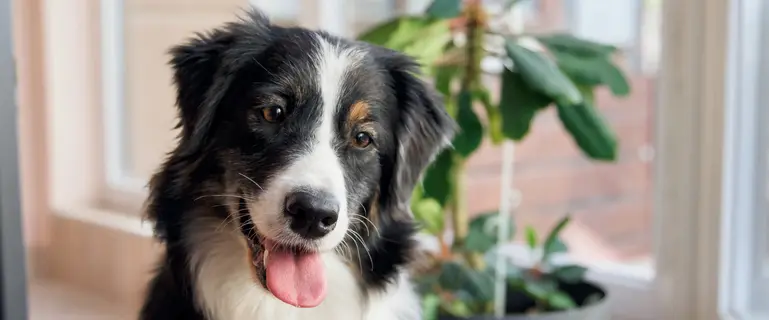 ペット保険の一般化