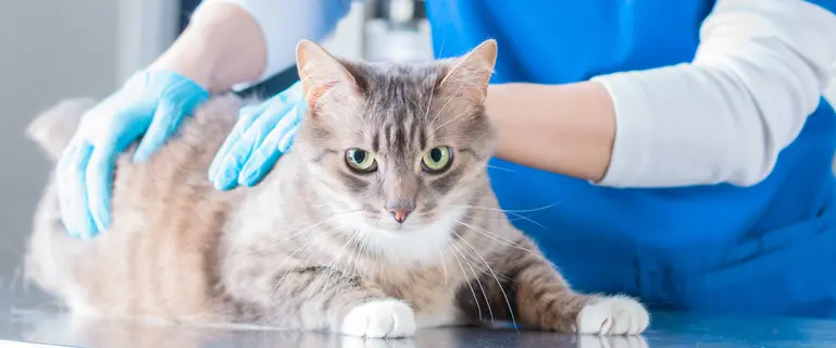 加入する理由加入しない理由